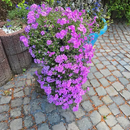 Ferienwohnung-pension Osterwiese