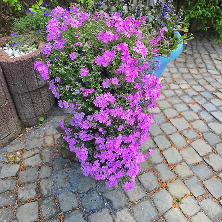 Ferienwohnung-pension Osterwiese * 바일부르크