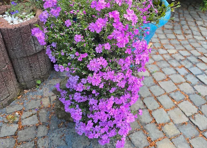 Ferienwohnung-pension Osterwiese